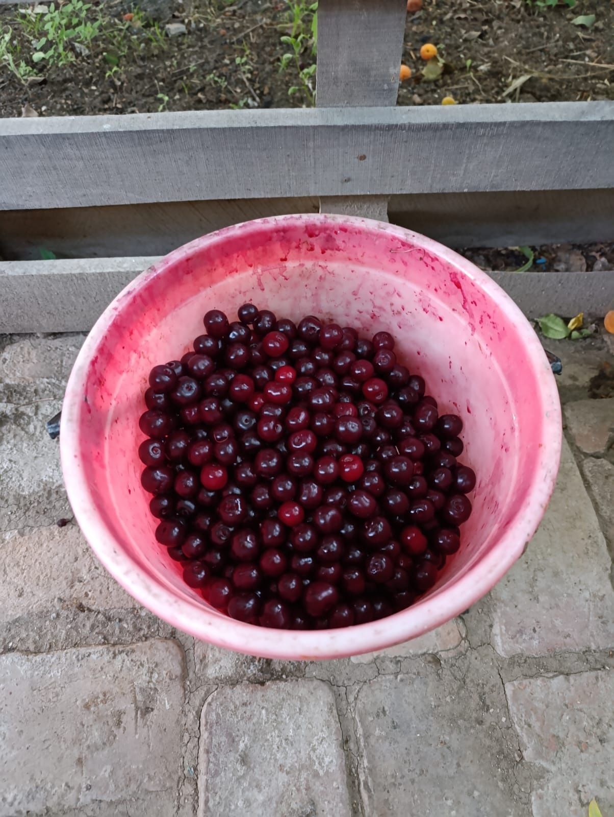 Вишня  продаётся