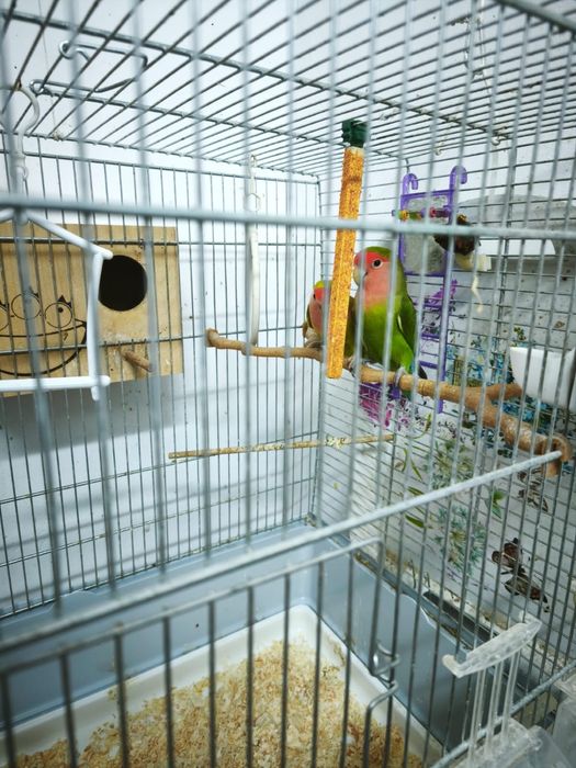 Vand papagali agapornis