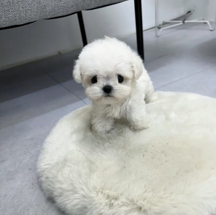 Bichon Maltez Mini toy