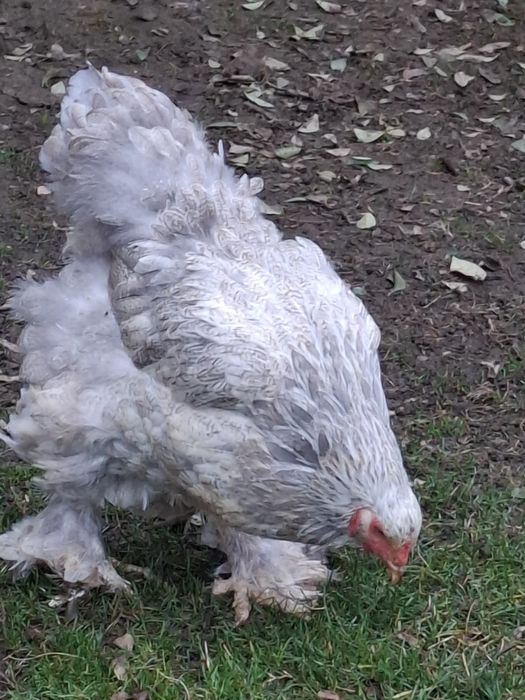 Vând familie Brahma