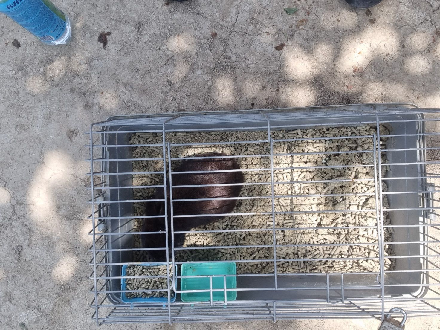 Karlik quyon qafasi bilan sotiladi