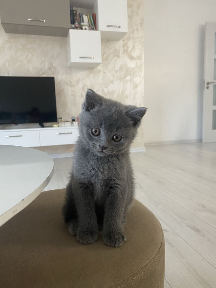 Шотландско котенце
