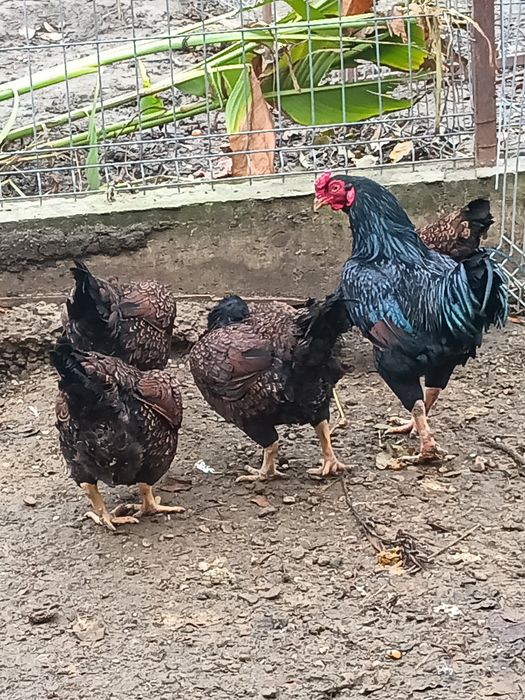 Găini combatante indiene