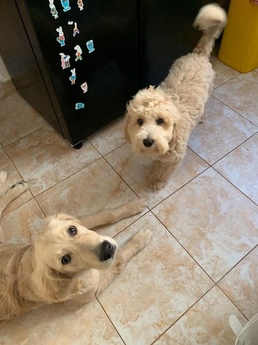 Cazare animale de companie