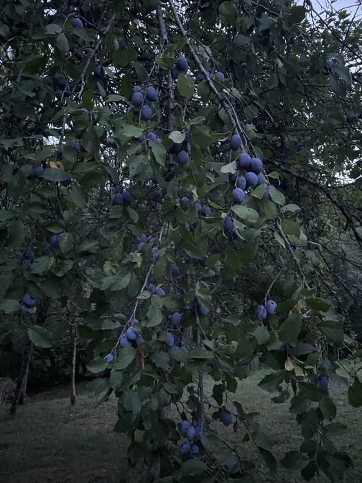 Vând prune bistrițe, județul Sălaj, Comuna Ileanda.