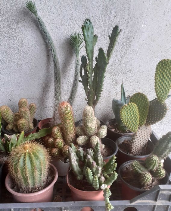 Cactuși diferite soiuri