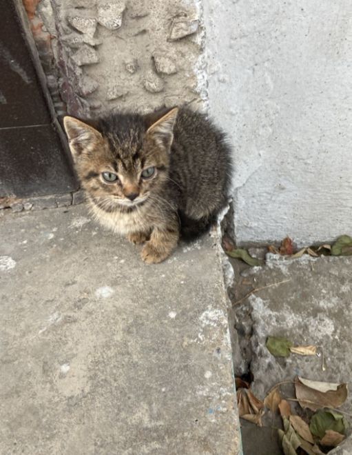 Срочно отдам котенка в хорошие руки