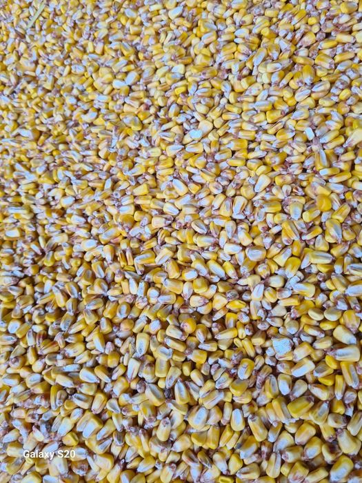 Vand porumb productie 2025