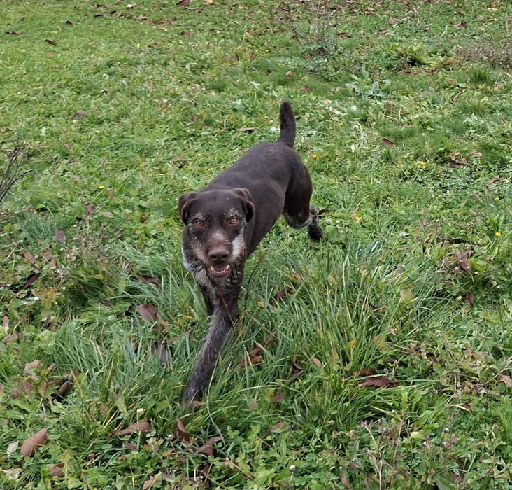 Brac german cu Pedigree