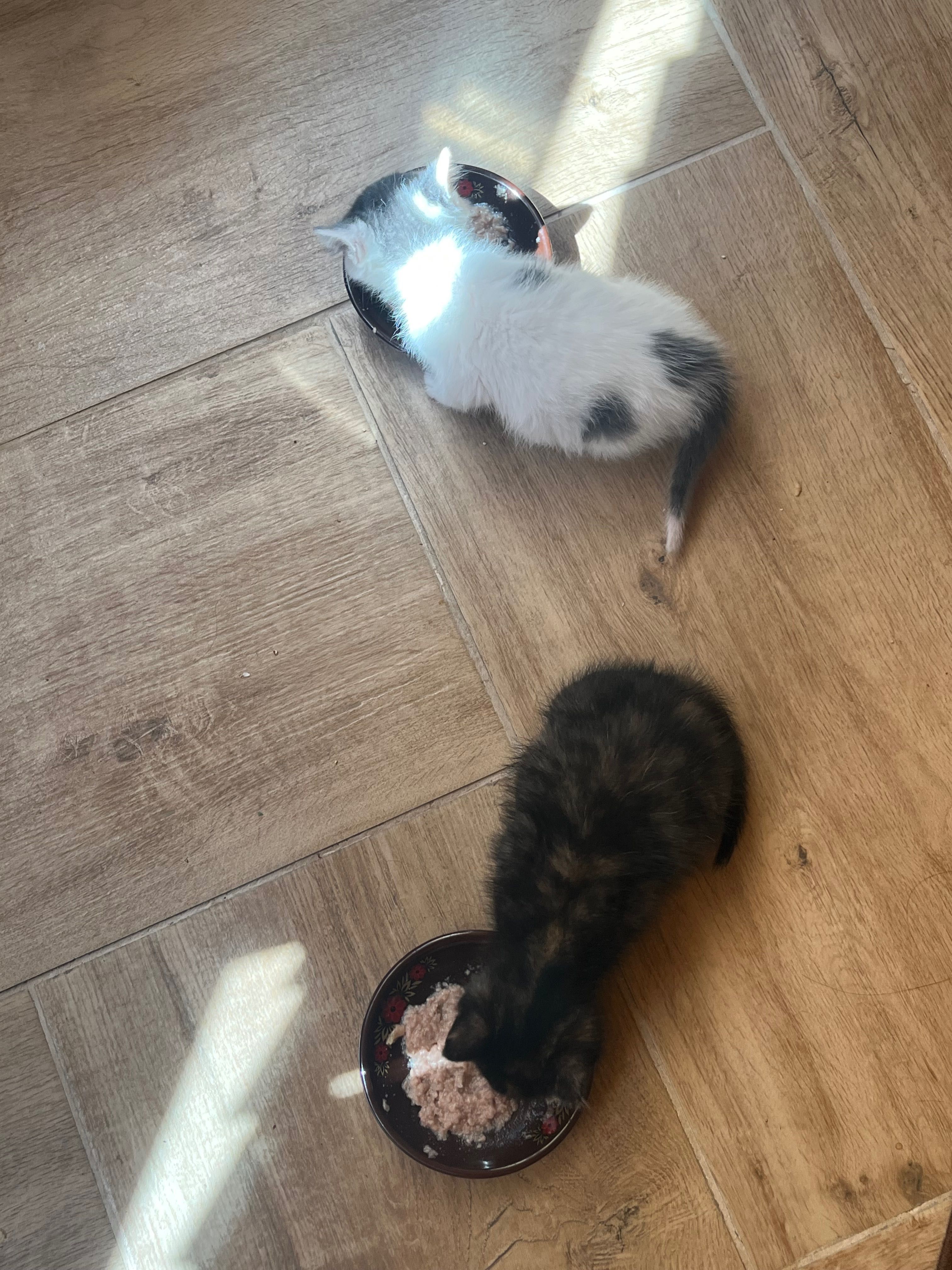 Подарявам котенца