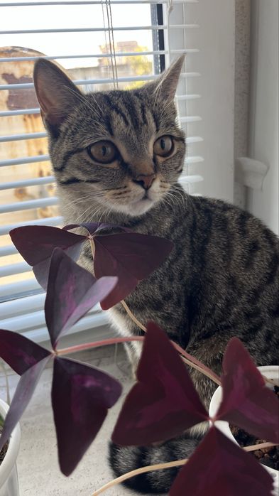 Нашли кошку на улице