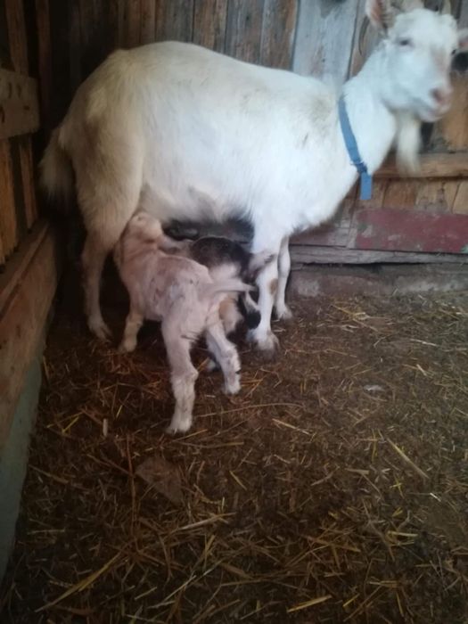 Vand capre si un tap