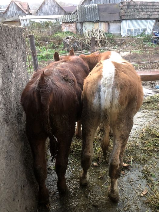 Vand un tauras si o vitea