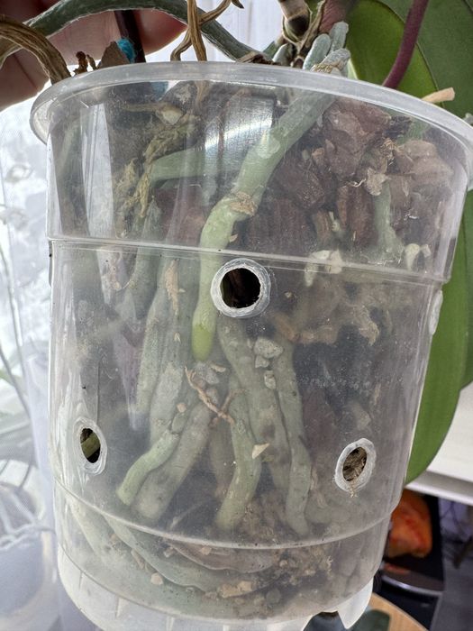 Орхидея  Блек Марбел(вариант цветения)