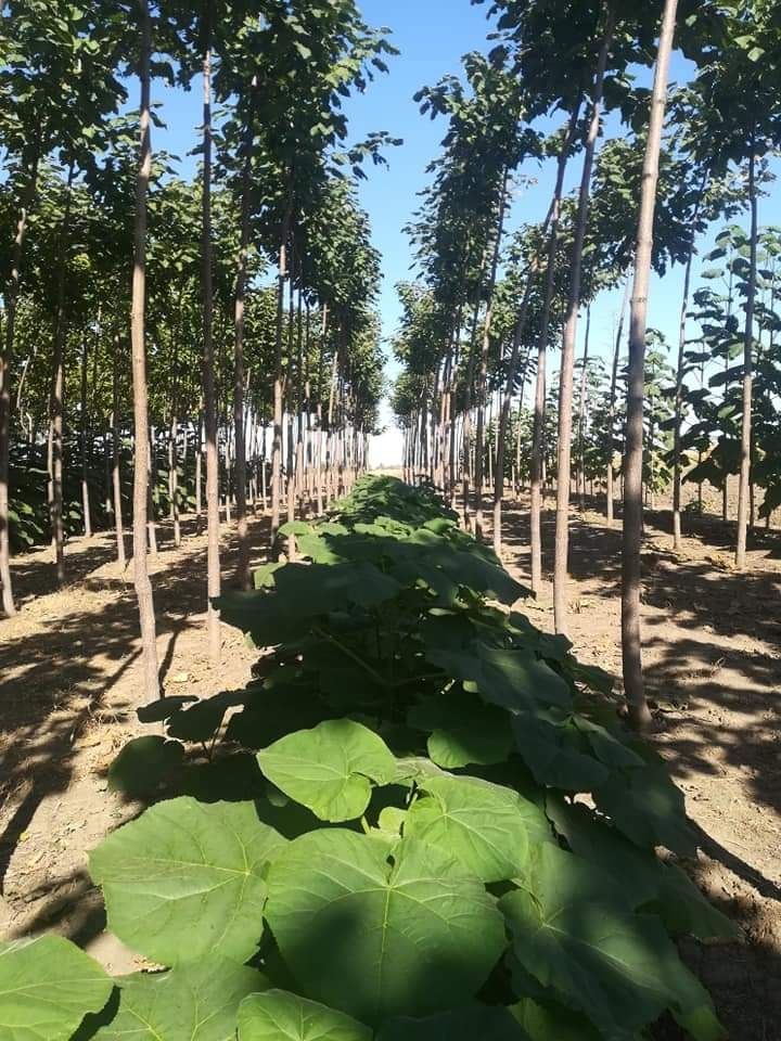 Paulownia Tomentosa și Clona Carpatica