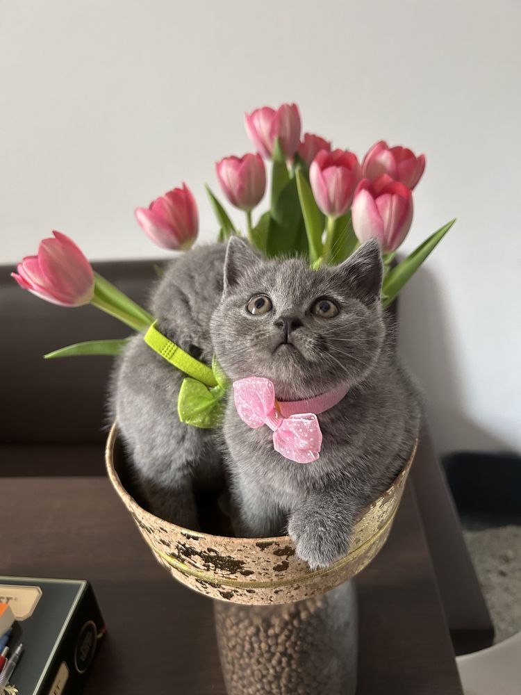 British shorthair, parinti de rasa curata, mama pedigree