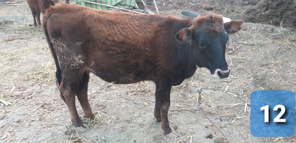 Yosh qisir g'unojinchala