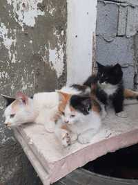 Котята в заботливые семьи