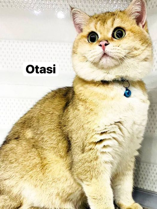 Золотая Шиншыла N12 сотилад!