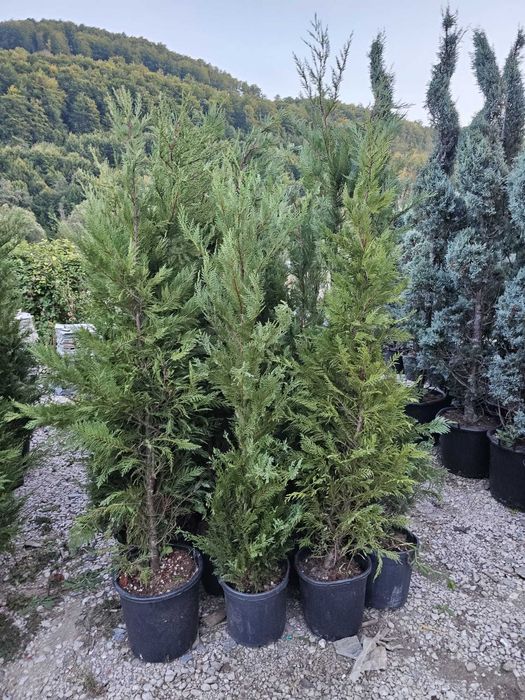 Artar roșu japonez – decor elegant, transport și montare inclusă