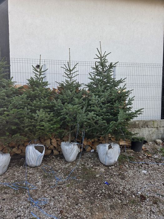 Vand Brazi Arginti și Verzi