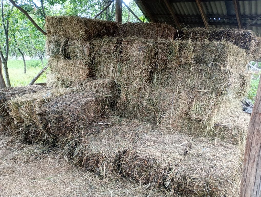 Vând  baloți  de anu ăsta