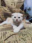 котята вислоухие британские