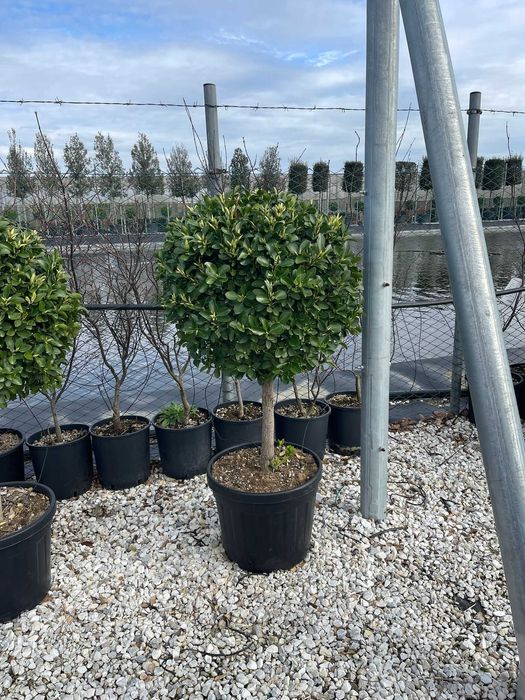 Buxus Glob pe tija, palmier Trachycarpus Etajera Buxus glob