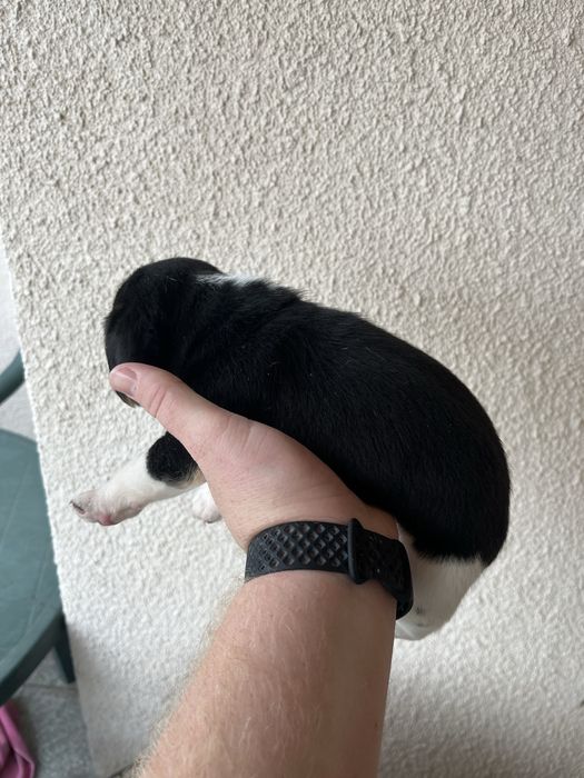 Продавам Куче порода бигъл