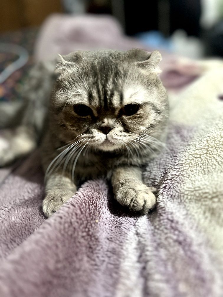 Продается кошка скотч фолд  весело ухой