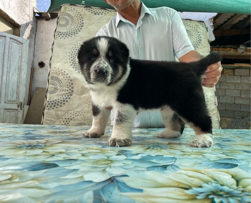 Щенок Алабая ( Супер Гигант ) чистокровный