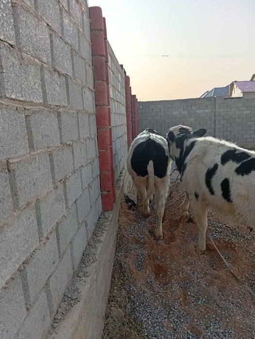 Продам быков породистых