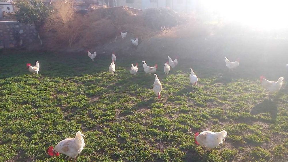 Продаётся здоровые, чистые петухи