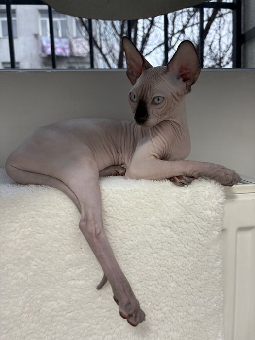 Pui Sphynx Canadian disponibili pentru rezervare-Felisa SphynxJoy