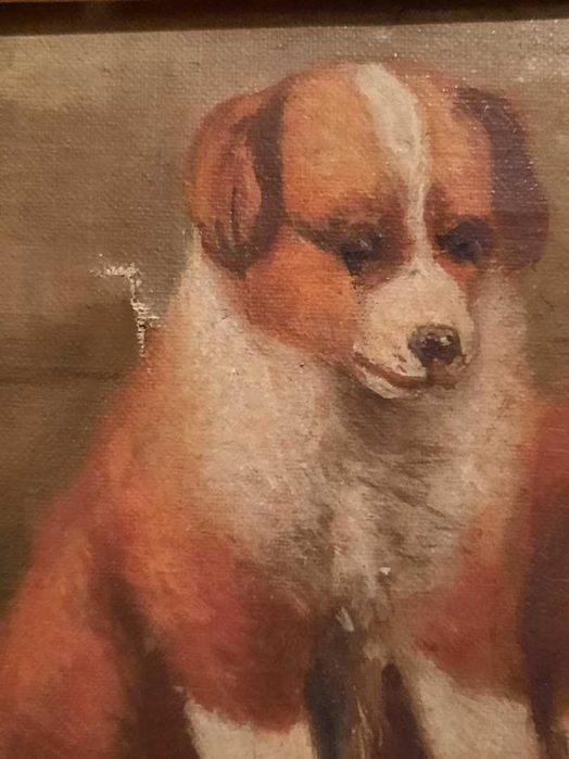 tablou catei saint bernard cu musafir la mancare