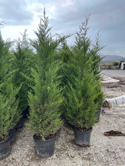 Leylandii Verde Auriu Pentru Gradina sau curte , Transport gratuit