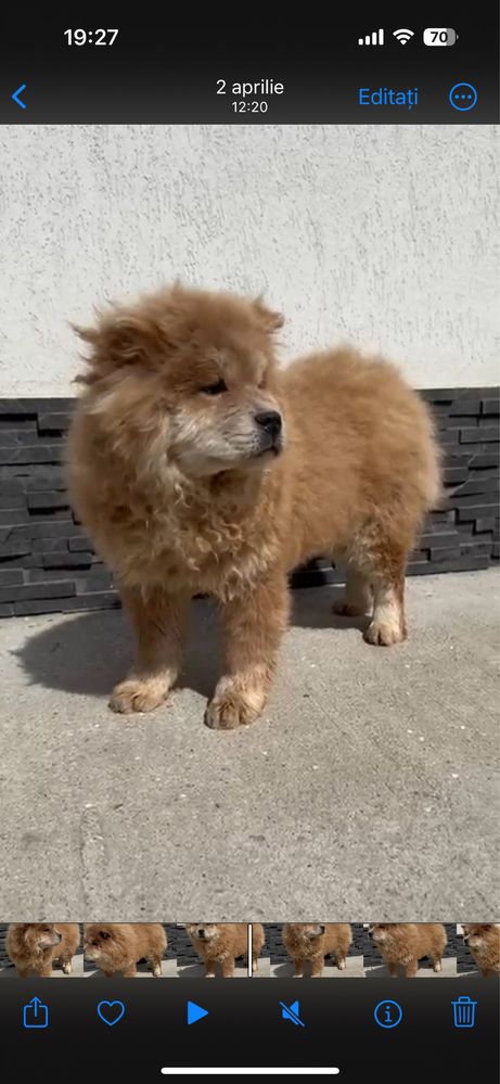 Chow chow blue fawn