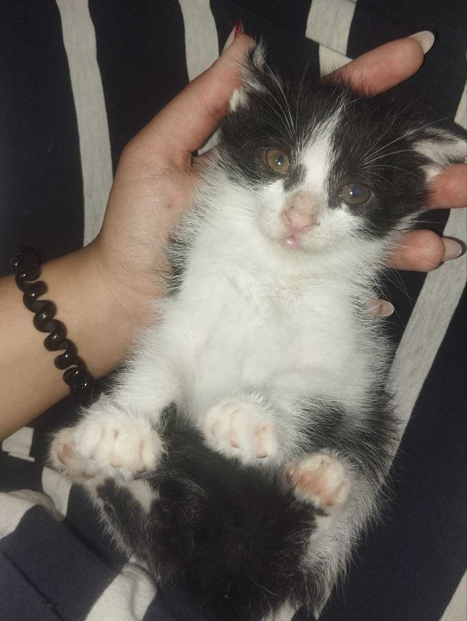 Отдам котят бесплатно