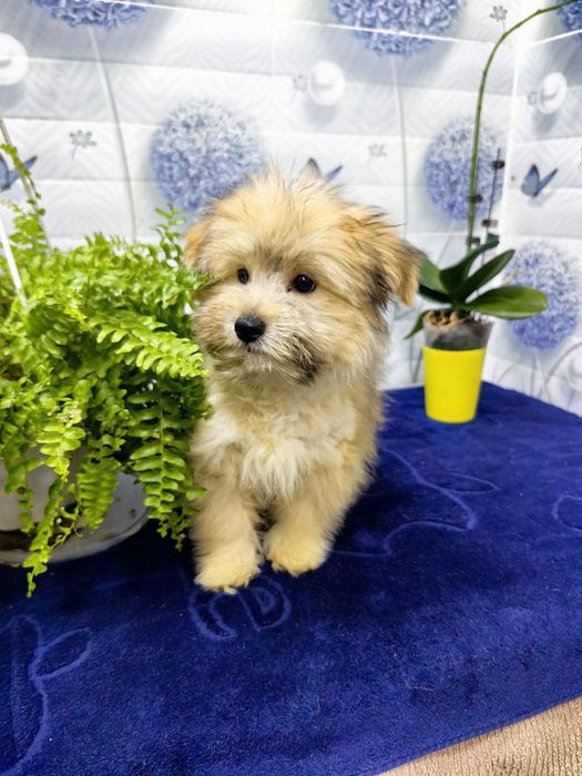 Мальчик мальтипу F1.