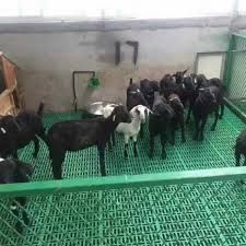Пластмасс пол куйхона молхона учун сотилади