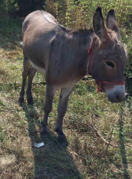 Vând măgar blând cuminte