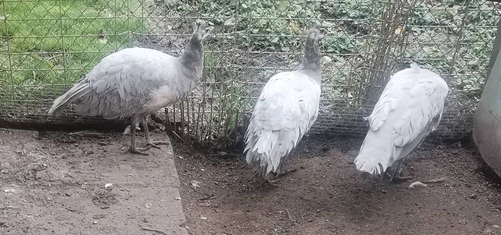 Осем месечни пауни