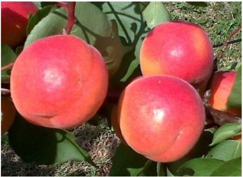 Pomi fructiferi pitici  [Dwarf] soiuri de cais