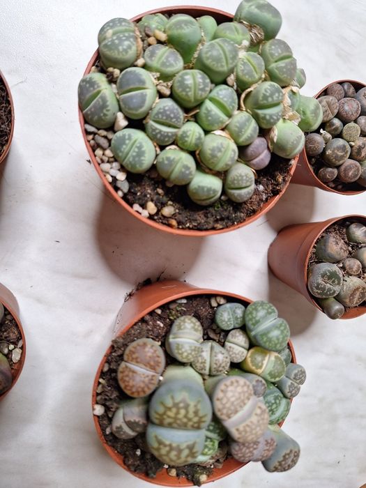 Floare lithops - piatră vie