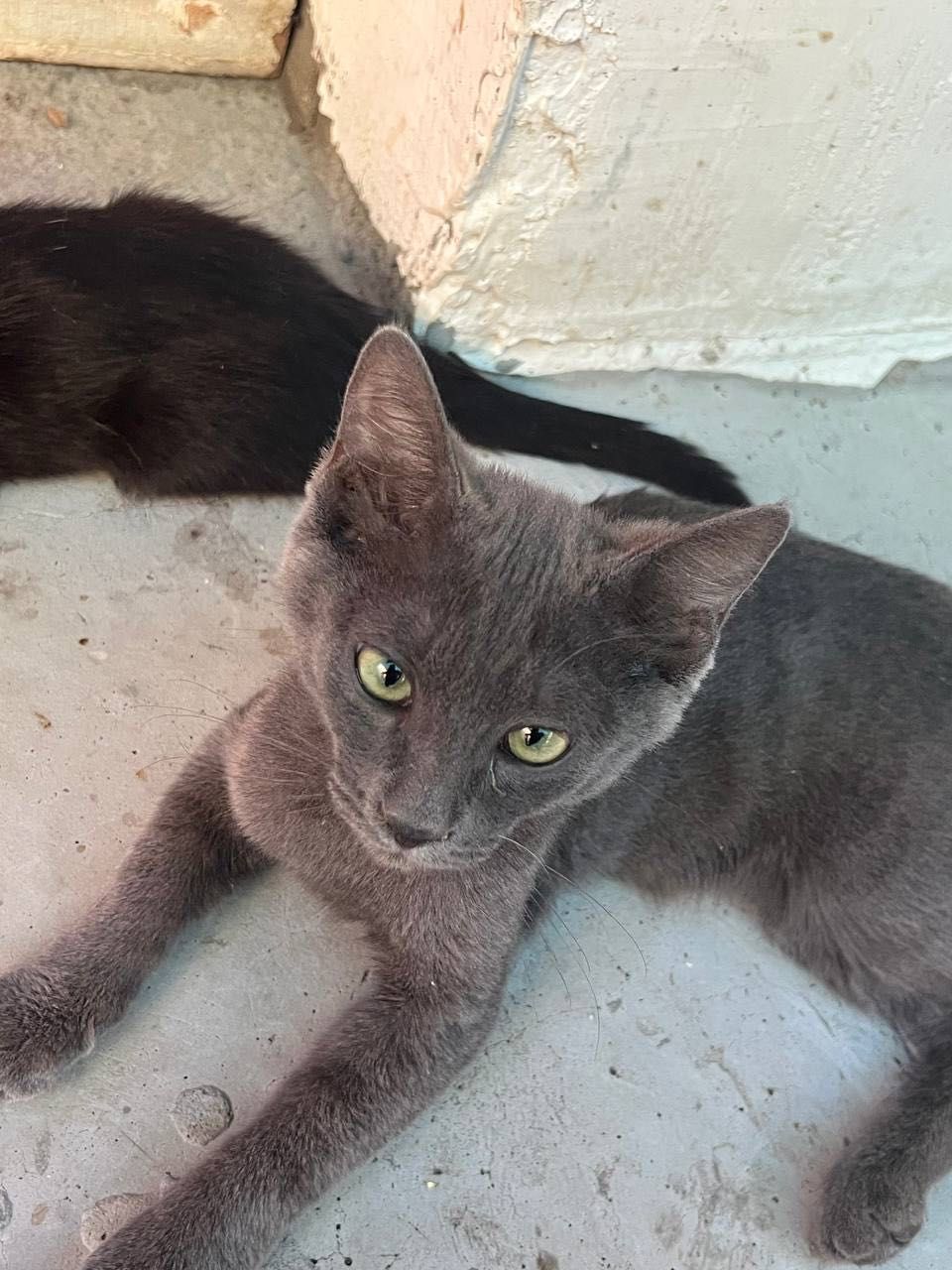 Бесплатно котята в хорошие руки