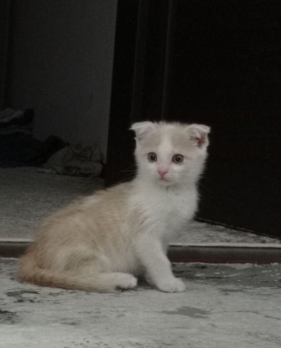 Бесплатно Очаровательный котеннок