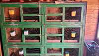 Custi de iepuri cu 6 boxe din lemn masiv