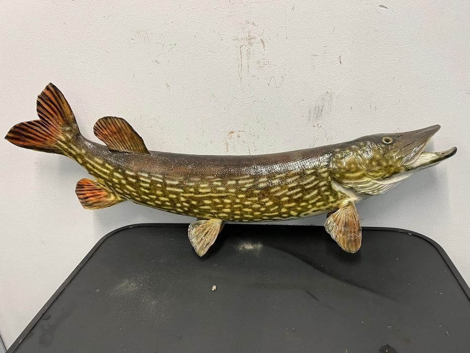 Препарирана щука - риболов