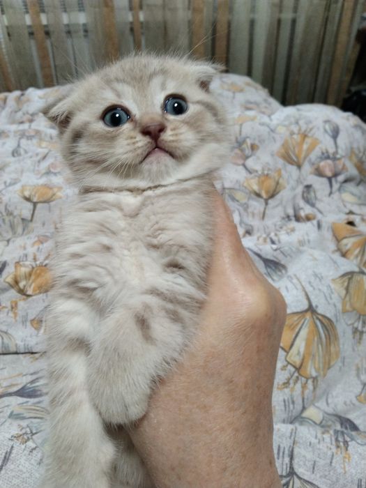Мальчик. Скоттиш фолд.
