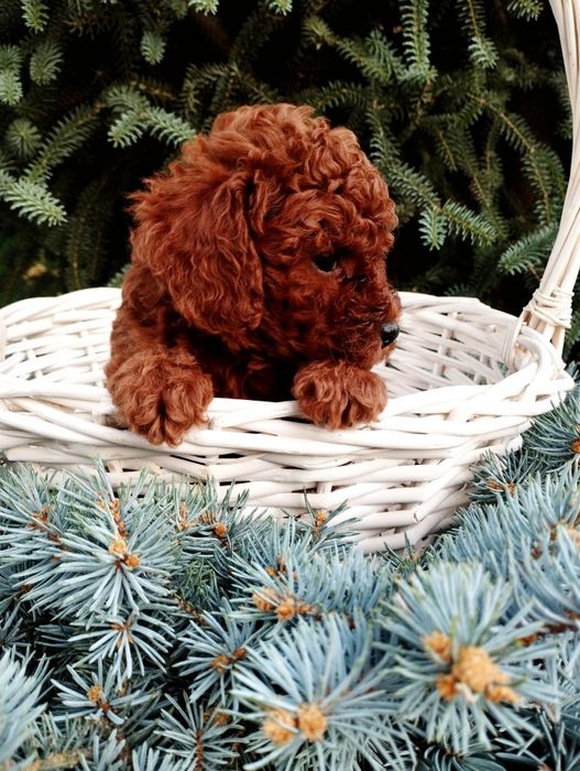 Той пудел Poodle toi